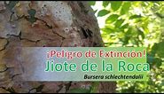 "Jiote de la roca" (Bursera schlechtendalii: Burseraceae)// ¡En peligro de extinción! Pt. 1
