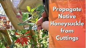 How to Propagate Native Honeysuckle from Cuttings