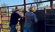 Great to see the Daniels family’s Morrissey calf cradle still going strong after 40 years. #morrisseyandco #morrissey #cattleequipment #cattleaustralia #cattlebrands #calfcradles #calfraces #cattlequeensland | Morrissey & Co