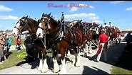 World famous Budweiser Clydesdale -Spectacular show in Florida