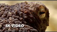 Extraordinary Octopus Takes To Land | 4K UHD | The Hunt | BBC Earth