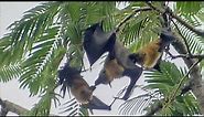 Fierce Rivalry: Male Flying Foxes Vie for Female's Attention