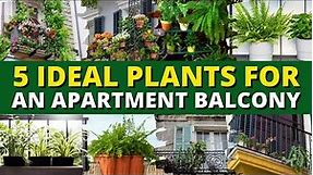 5 Ideal Plants for an Apartment Balcony 🌺🌸 Balcony Gardening Ideas ✨