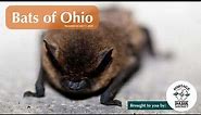 Bats of Ohio