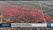 Goldfish invade Port Perry storm water pond by the thousands