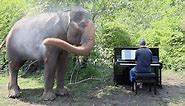 Piano for Elephants - Behind the Scenes