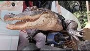 Woman Fights to Save Motorcycle Riding Alligator