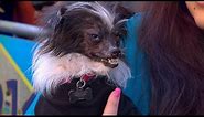 Rescued Dog Wins 26th Annual 'World's Ugliest Dog' Competition