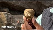 Rare fossils in India reveal secrets of the planet - BBC News