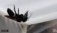 Watch the world’s biggest bee in action | Science News