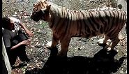 Delhi : White Tiger Attacks 22yr old Student in Zoo and Mauled him to death