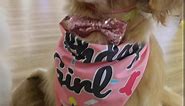 SHPTMCALY Dog Birthday Party Supplies, Dog Cat Birthday Decorations Set with Hat Bandana Collar, for Girl Boy Puppy Small Medium Large Dog (Medium