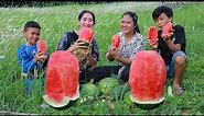 Pick and eat fresh juicy water melon - Yummy eating water melon with brothers and sister at mountain
