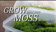 2 Ways to Grow your own Moss at Home
