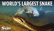 World's largest snake 'as thick as a car tyre' filmed slithering across river floor by TV crew