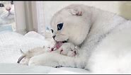 Scottish Fold gives birth to 3 cute kittens | Pregnant Silver Cat giving birth to adorable baby cats