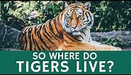 Where Do Tigers Live? Quick Facts about Tiger Species, Population and Habitat
