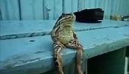 frog sitting on a bench like a human
