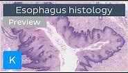 Esophagus: normal histology slides, diagrams, guide (preview) - Human histology | Kenhub