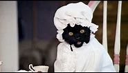 9 Funniest Salem the Cat Moments