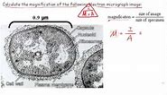 Calculating Magnification (IB Biology)