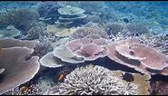 Nikon COOLPIX W300: Underwater Reef