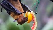 10 Incredible Fruit Bat Facts