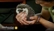 CUTE: These Hedgehogs Are Ready for a Return to the Wild 🦔 Malawi Wildlife | Smithsonian Channel