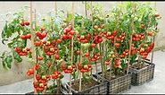 The easiest and most fruitful way to grow tomatoes at home for beginners