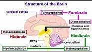 The Structure and Physiology of the Human Brain