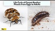 Life cycle of carpet beetles, phases from eggs to adults //The desire of life