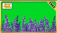 Lavender field moving green screen video loops | 4k download