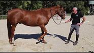 Using the whip in horse training with Andrew McLean