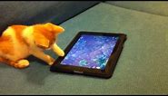 Kitten plays with an iPad