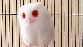 Beautiful albino owl 😍🦉💕