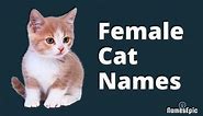 20 Best Female Cat Names | Girl Cat Names | Kitten Names Ideas