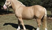 American Cream Draft Horse Info, Origin, History, Pictures