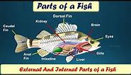 Parts of a Fish | Internal Parts of a Fish | External Parts of a Fish | Fish Anatomy - Kids Entry