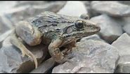 Frog sitting on Rock 😱😱😱😱🔥🔥🔥 #shorts #animals