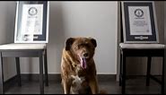 Bobi, World’s Oldest Dog Ever, Dies at Age 31