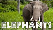 Elephants for Children: Learn All About Elephants - FreeSchool
