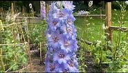 Staking And Supporting Your Delphiniums