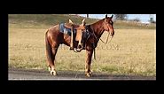 Red Roan Registered Quarter Horse Trail/Break Away/Roping/Ranch Gelding
