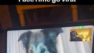 Dog besties' reactions to seeing each other on FaceTime go viral