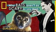 Why Bats Aren't as Scary as You Think | Nat Geo Explores