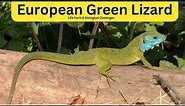 What Are the Characteristics of the European Green Lizard? | Biological Challenges