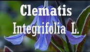Exploring the Charm of Clematis integrifolia L.: A Beautiful Non-Climbing Clematis