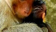Welcome newborn baby monkey just give a birth young mummy fist newborn. #monkey #animals #monkeys #wildlife #nature #animal #monkeysofinstagram #photography #memes #wildlifephotography #zoo #love #art #naturephotography #funny #ape #primate #animalphotography #cute #meme #monkeylove #travel #photooftheday #monkeymemes #primates #monkeyseemonkeydo #dankmemes #animallovers #gorilla #monkeyface | Monkey Mono