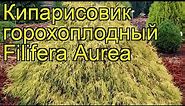 Кипарисовик горохоплодный Филифера Аурена. Краткий обзор chamaecyparis pisifera Filifera Aurea