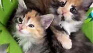 Tinykittens - Sleepy kittens in a basket 😻😹💕 Fall in love...